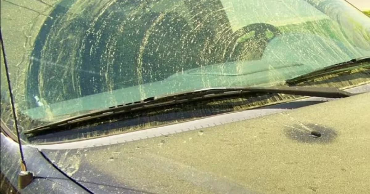 Alergia que ninguém te contou: pólen dispara na Flórida e surpreende imigrantes