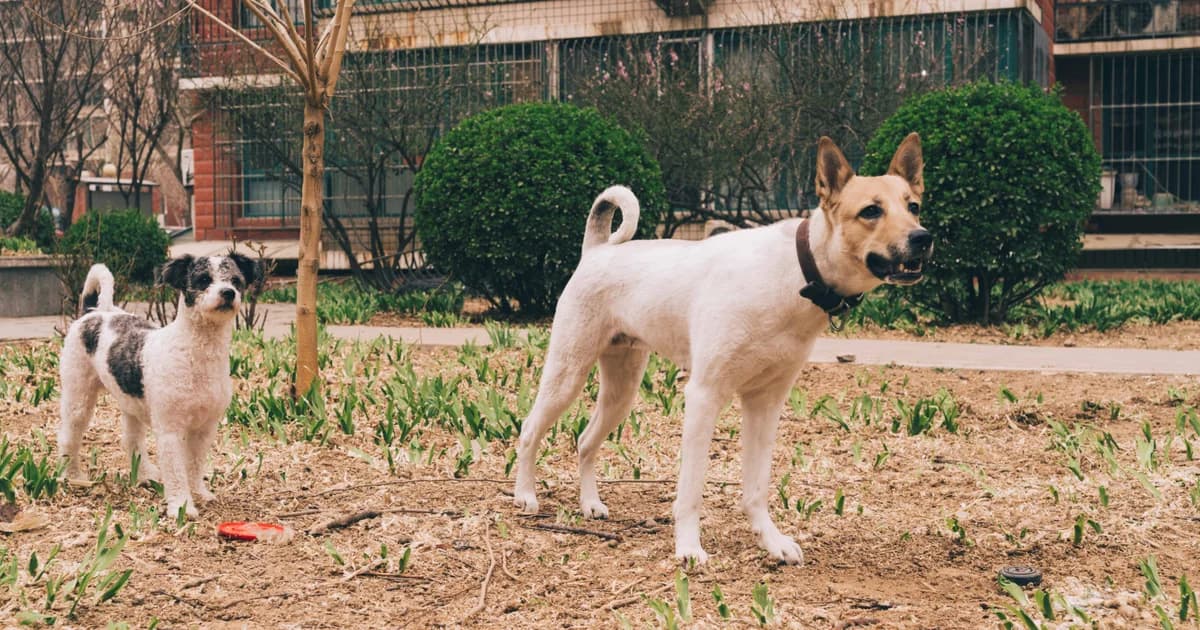 Por que é tão raro ver cães soltos nas ruas dos Estados Unidos