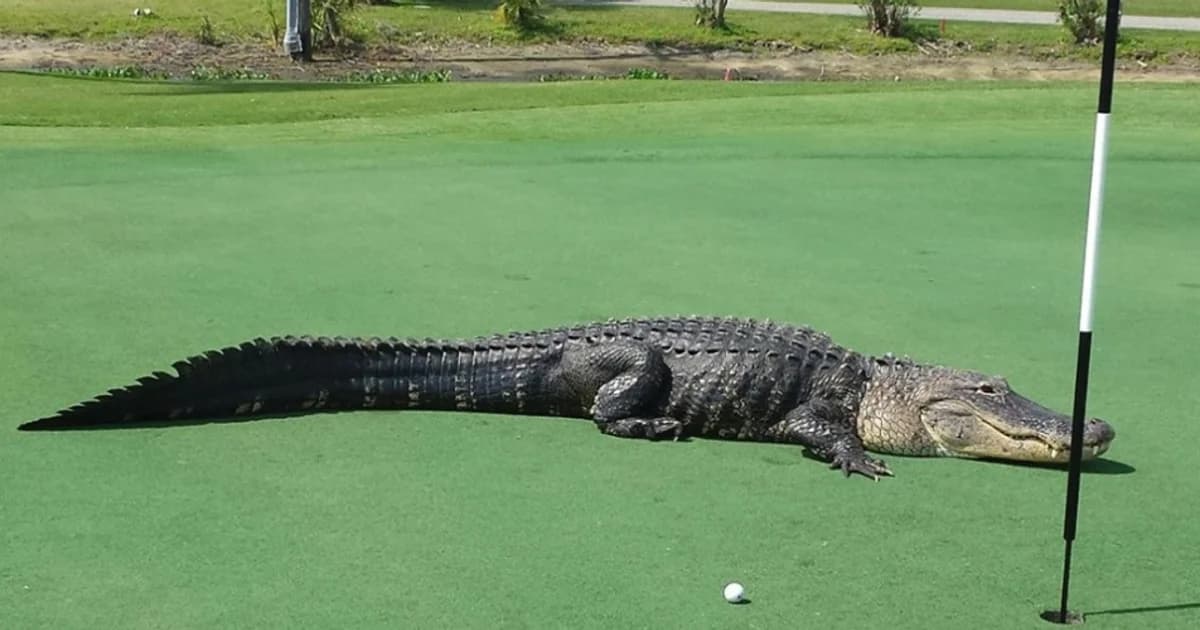 Jacaré enorme interrompe partida e atravessa campo de golfe na Flórida