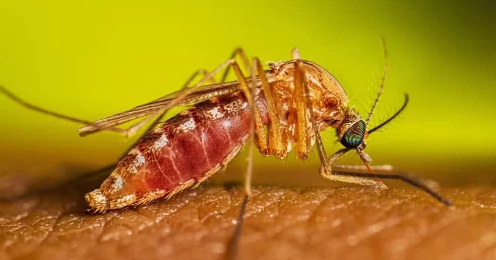 Orange County emite alerta após detectar vírus do Nilo Ocidental em galinhas de monitoramento