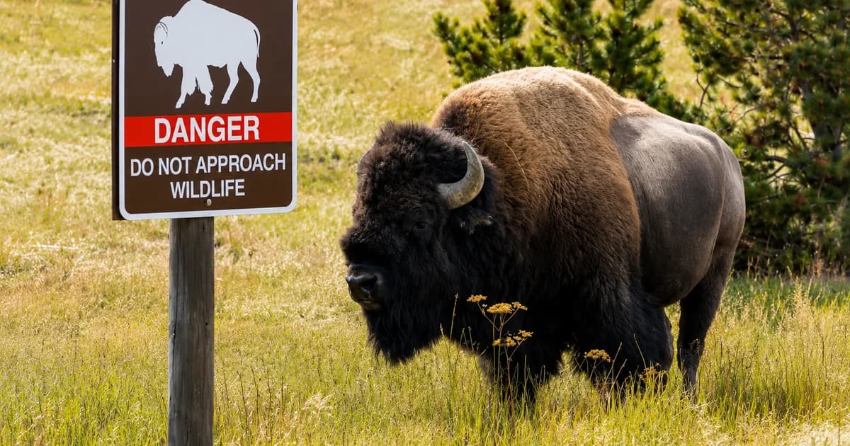 Bisão lança turista a 2,4 metros de altura durante ataque em Yellowstone