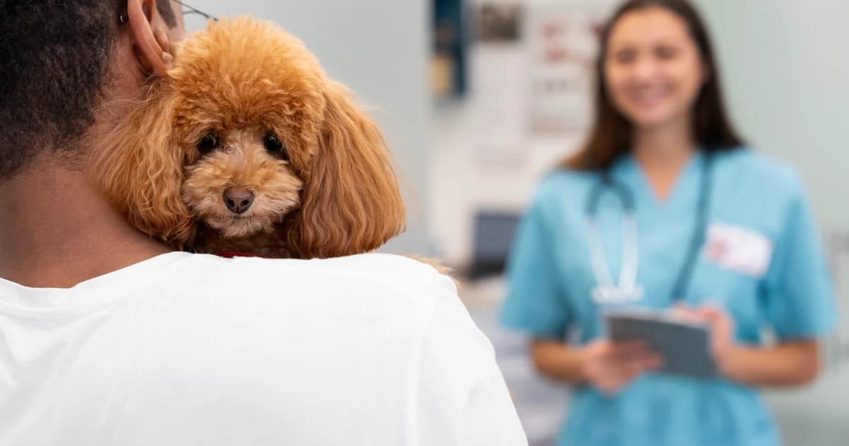 Pet nos EUA fica até 15% mais caro em 2026, e veterinário pesa cada vez mais no orçamento das famílias