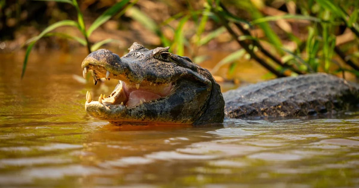 Jacarés atacam banhistas e pescadores na Flórida em sequência de casos